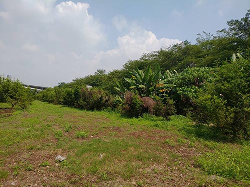 高雄賣樹