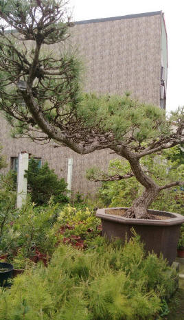 花蓮黑松批發-黑松樹批發