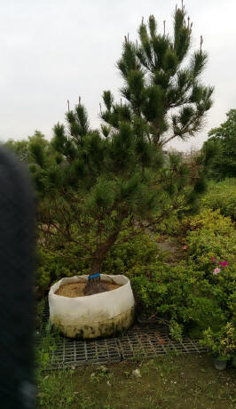 高雄賣樹