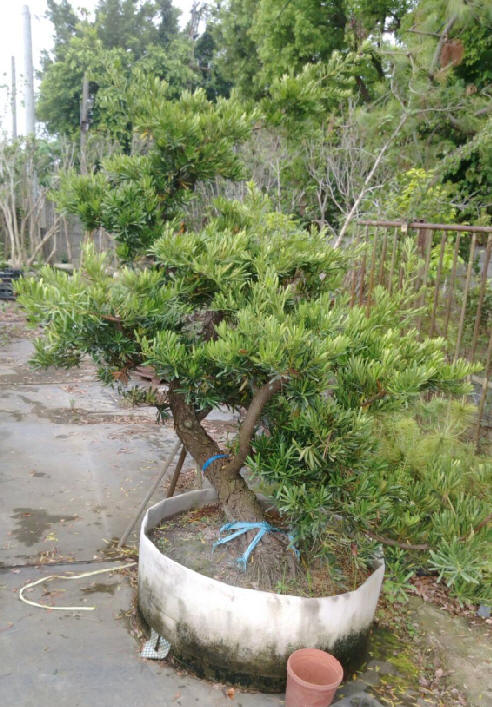 高雄羅漢松批發-羅漢松樹批發