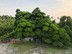 真柏批發-庭園樹木批發